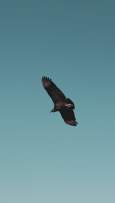 Black Vulture Soaring High Mobile Wallpaper Blue Sky View