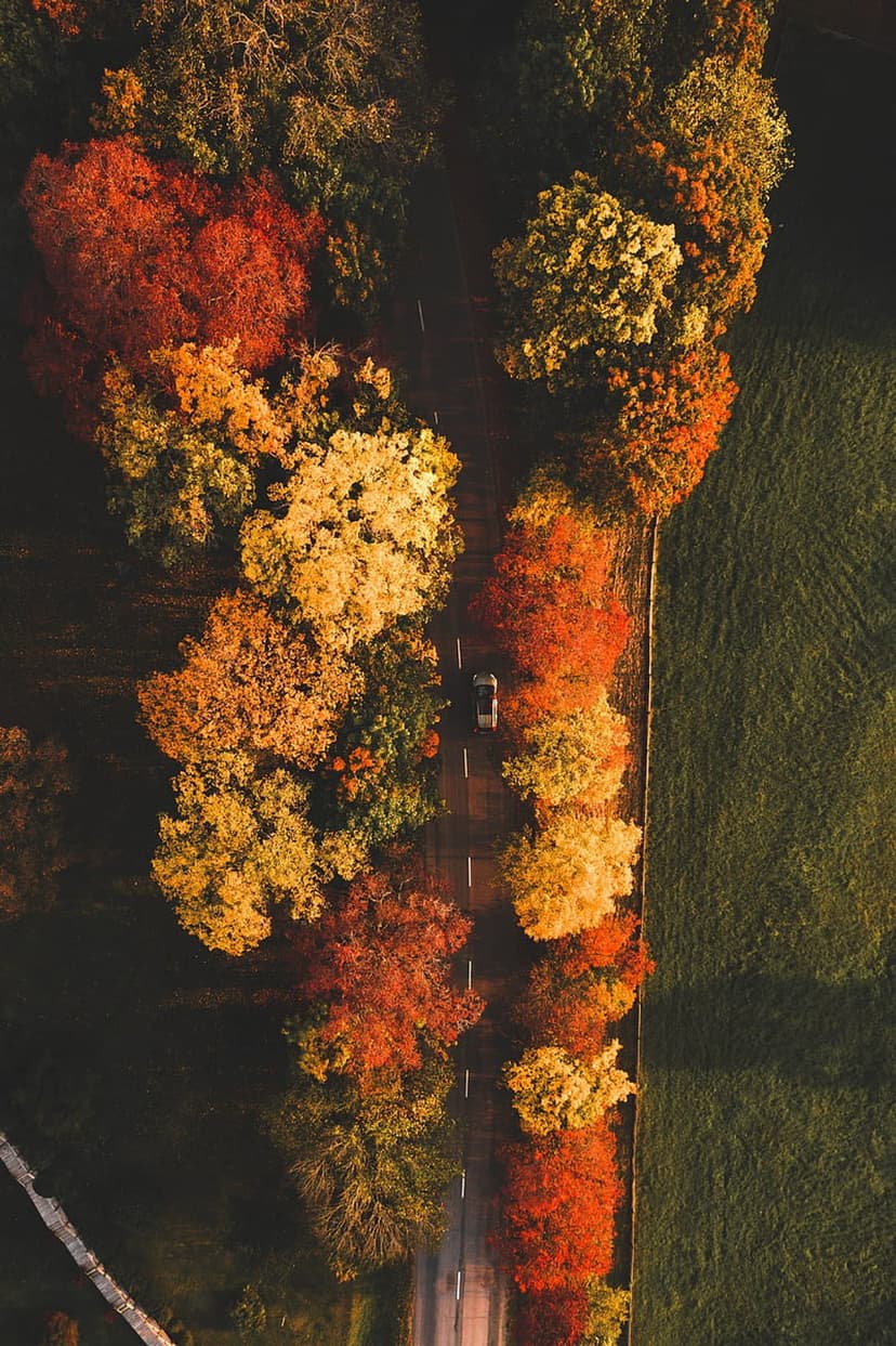 Car on a gray road cutting through a dense forest of vibrant red and orange autumn trees from an aerial perspective.