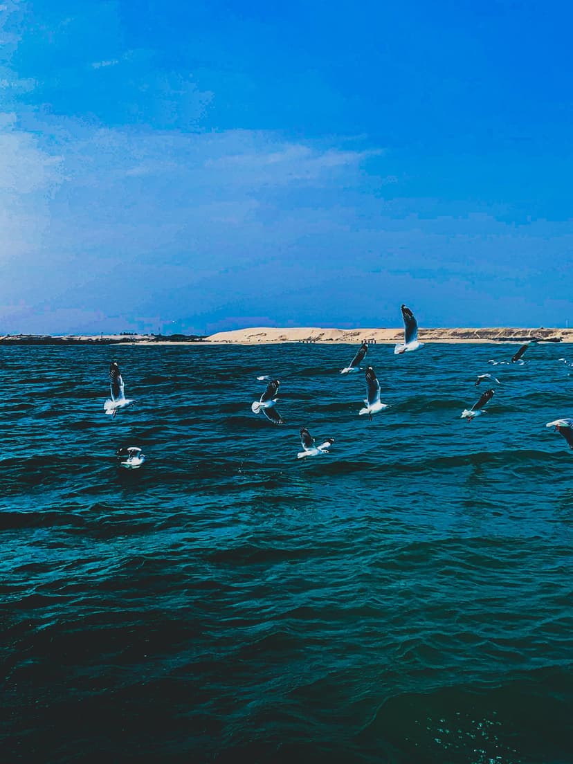 Seagulls fly in formation over a deep blue ocean with a clear sky and distant sandy shoreline on the horizon.