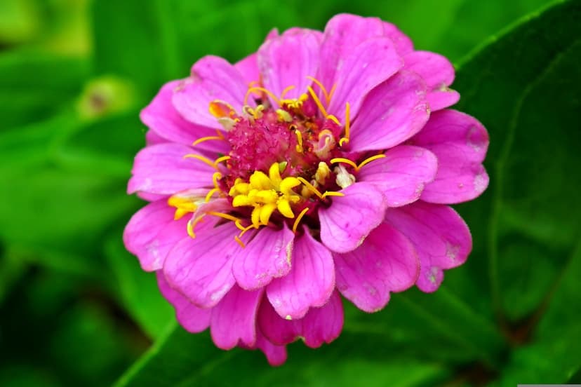 Magenta zinnia flower with a bright yellow center and layered petals against a soft green foliage background.