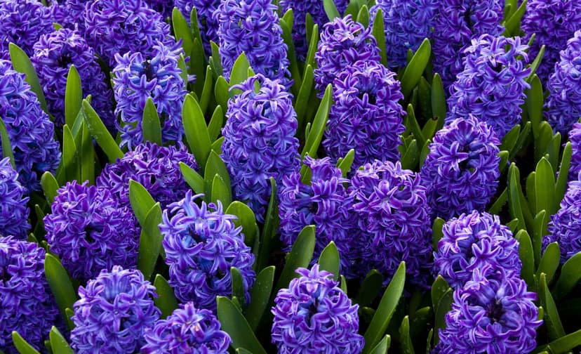 Purple hyacinth flower clusters with tightly packed petals and green leaves in a dense spring garden arrangement.