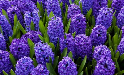 Vibrant Purple Hyacinth Flowers in Bloom