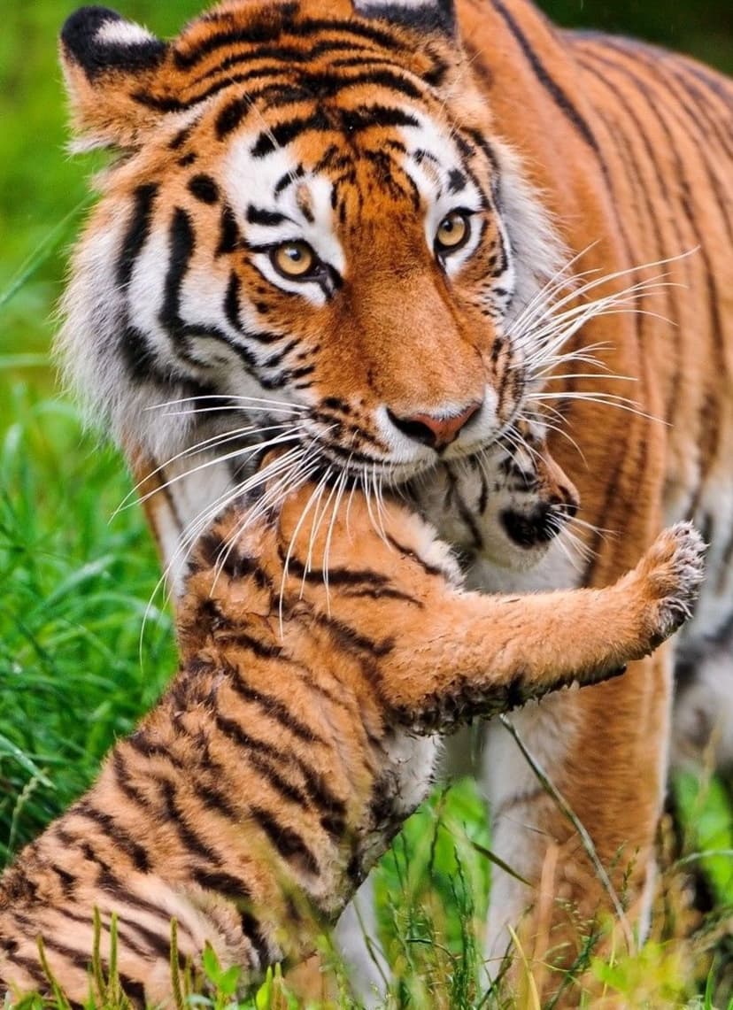 Mother tiger gently carries her small cub in her mouth while walking through tall blades of green forest grass.