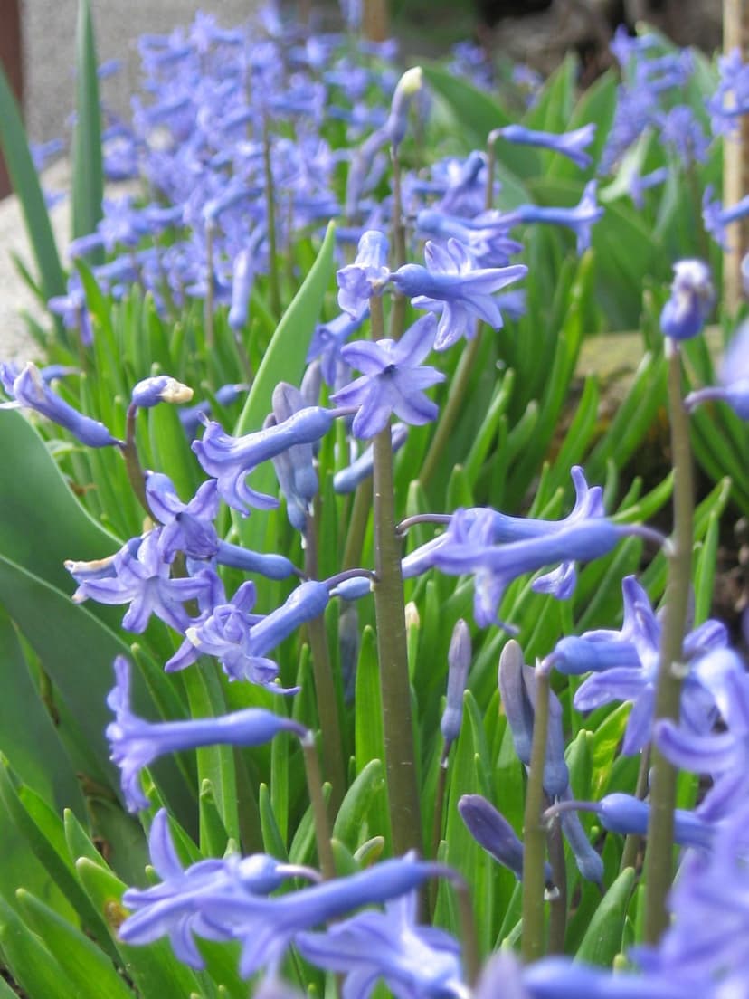Blue hyacinth flowers with star-shaped petals and green leaves against a soft-focus blurred garden background.