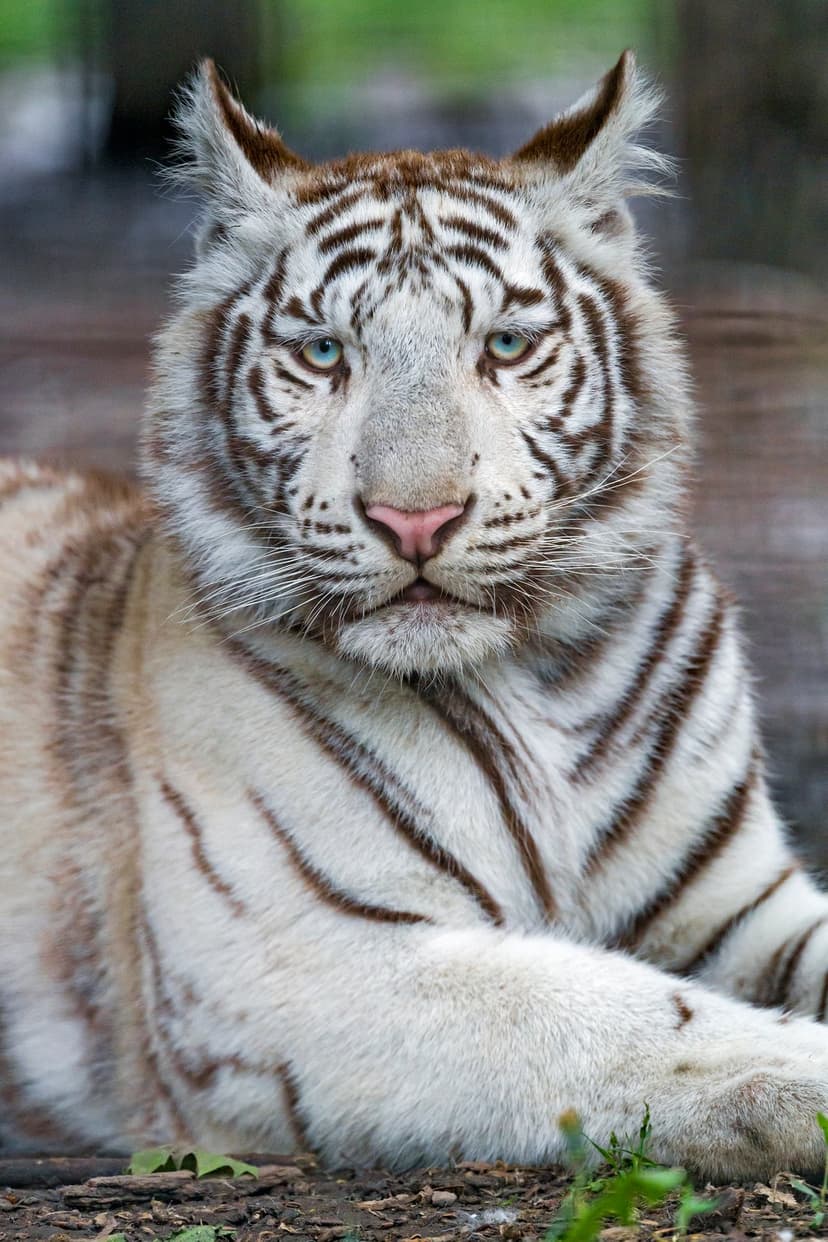 White tiger with blue eyes and brown stripes rests while looking forward against a blurred green background.