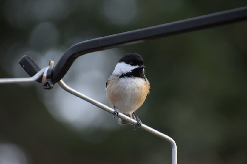 Black-capped chickadee with white cheeks sits on a thin wire against a blurred green and white background.