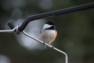 Black-capped chickadee perched on a wire