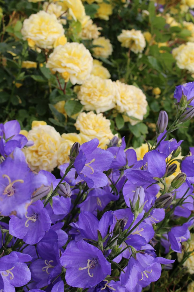 Yellow roses and blue bellflowers display intricate petal textures in a sunlight-drenched garden composition.