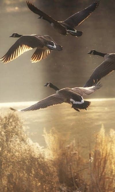 Canada Geese Flying in Warm Golden Light Over Water