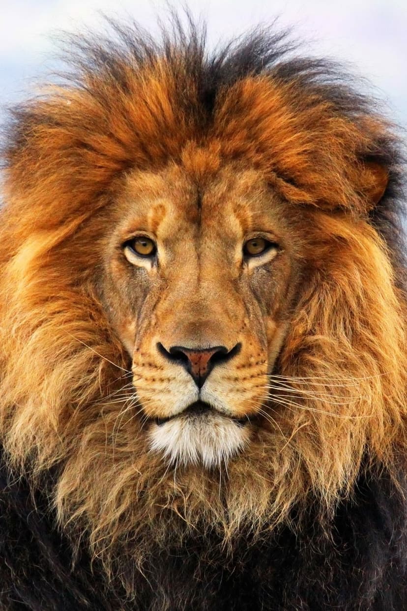 Male lion with a fiery orange mane and amber eyes stares forward in a detailed close-up wildlife portrait.