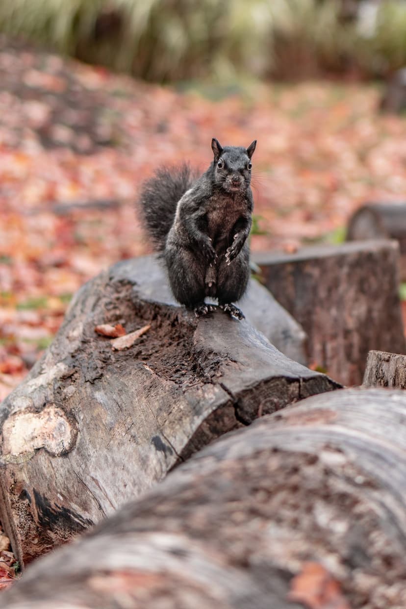 Black squirrel with a bushy tail standing on a wood log surrounded by orange and yellow fallen autumn leaves.