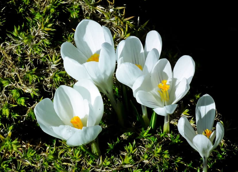 White crocus flowers with yellow centers grow from thick green moss against a dark, blurred background.