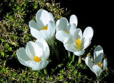 White Crocus Flowers and Green Moss Phone Wallpaper