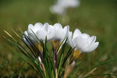 White Crocus Flowers in Spring Meadow Mobile Wallpaper