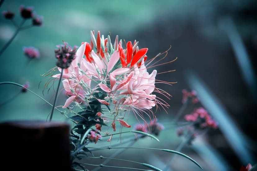 Pink Cleome flower with long wispy stamens stands against a soft blurred green and blue garden bokeh background.