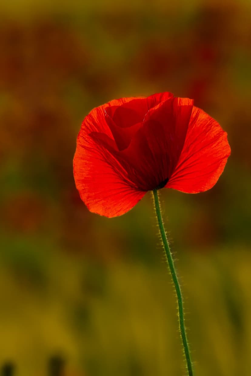 Bright red poppy flower with backlit petals stands against a blurred field of yellow and orange wild blossoms.