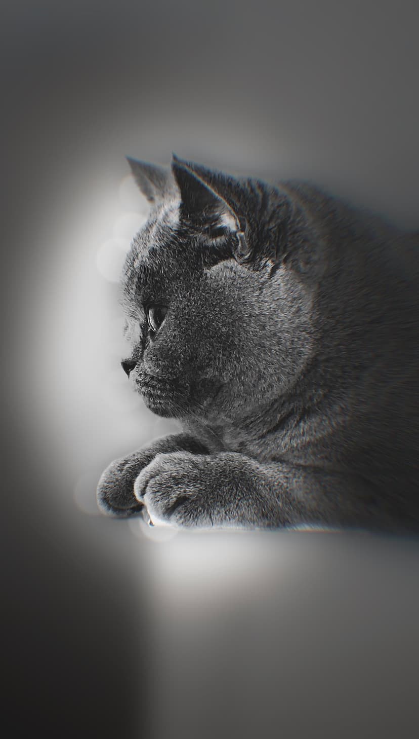 British Shorthair cat in a grayscale profile view with soft fur and bokeh lights for a mobile background.