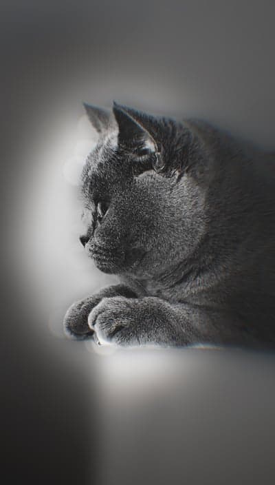 Close-up profile of a gray British Shorthair cat