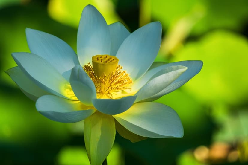 White lotus flower with a yellow center blooming amidst green lily pads under soft, hazy natural sunlight.