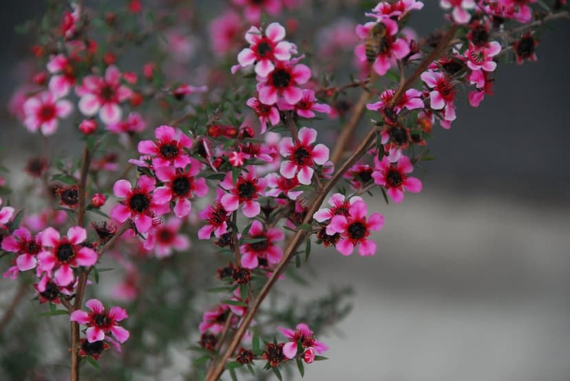 Pink and white star-shaped flowers with dark centers cluster on a branch against a blurred green background.