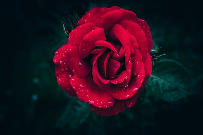 Crimson rose petals covered in clear water droplets against a solid black background in a macro close-up.