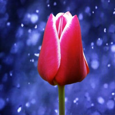 Soft Pink Tulip Macro Bloom Mobile Background