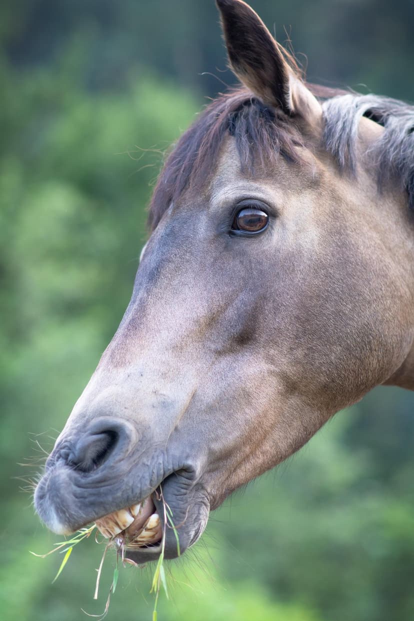Brown horse head close-up chewing green grass in a sunlit pasture with a soft-focus bokeh background.