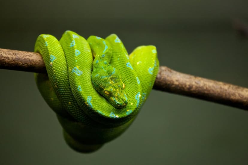 Green tree python with emerald scales and blue markings coiled on a rough branch against a blurred background.
