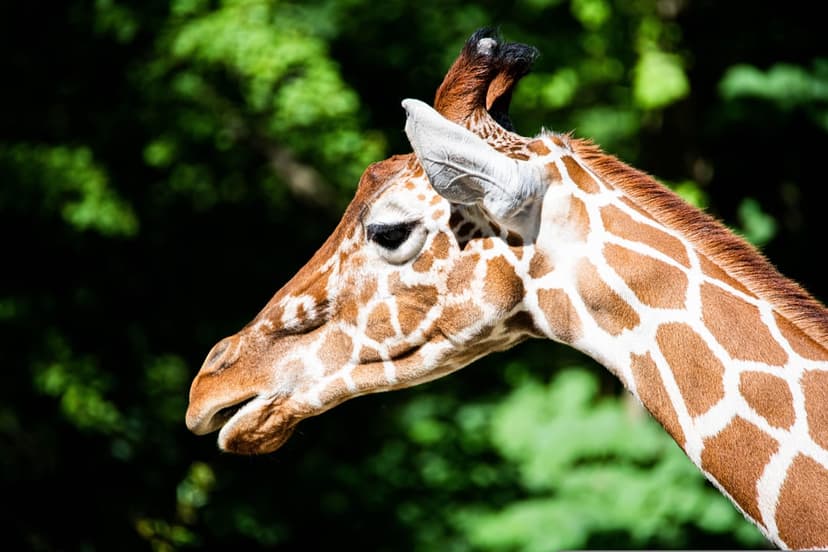 Giraffe with patterned fur and open mouth faces left against a soft-focus background of lush green tree leaves.