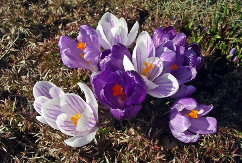 Purple and white striped crocus flowers with orange stamens bloom in a sunlit spring garden at ground level.