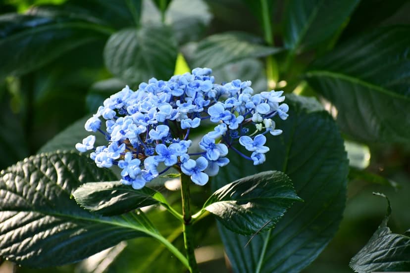 Blue hydrangea petals with intricate textures glow in sunlight against a soft-focus green leaf background.