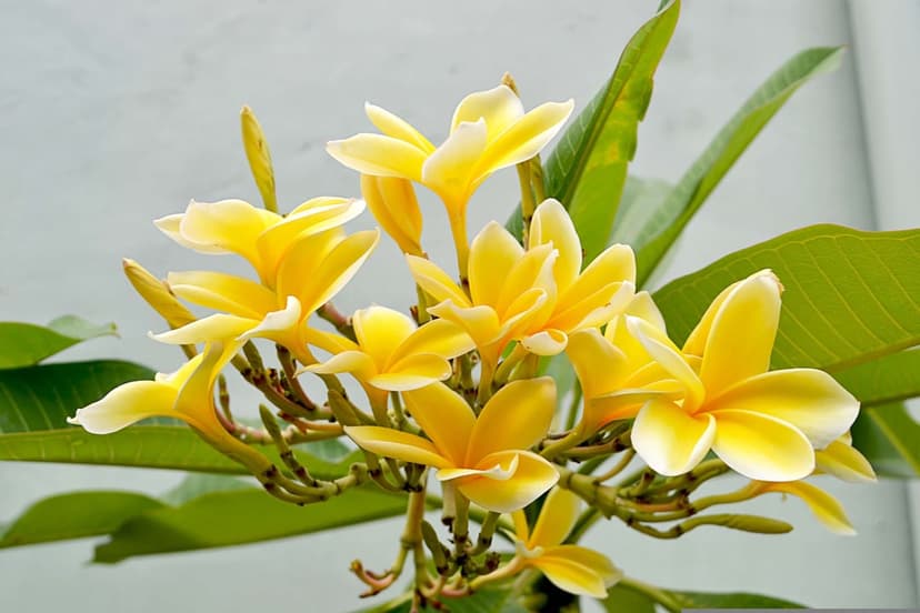 Yellow Frangipani blossoms with creamy white edges and green leaves are captured in a soft-focus close-up view.