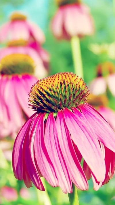 Rose Hues - Pink Coneflower Blooms