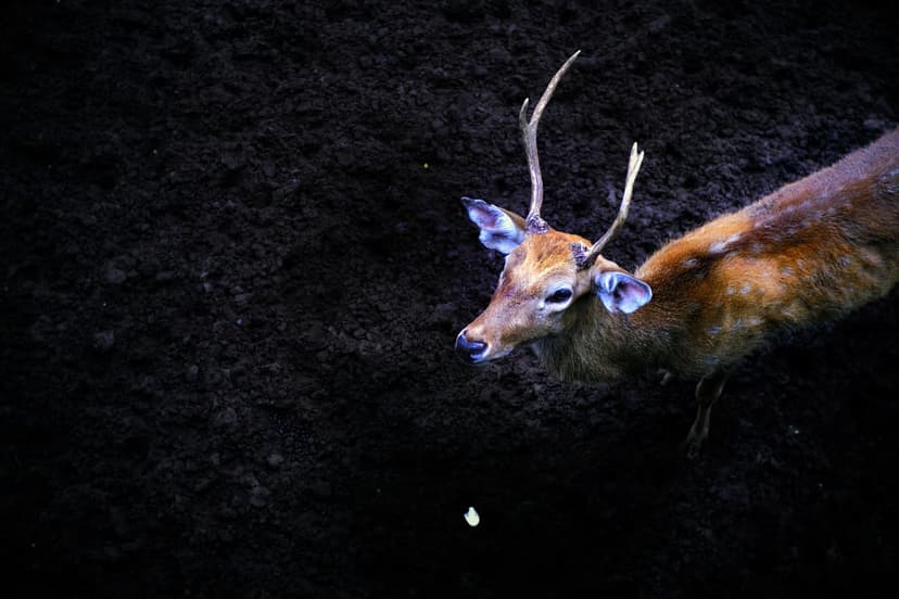 Deer with small antlers stands in a dark forest with brown fur contrasting against a blackish soil background.