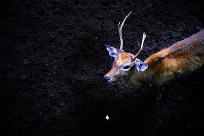 Majestic Stag in Dark Earthy Forest Phone Wallpaper