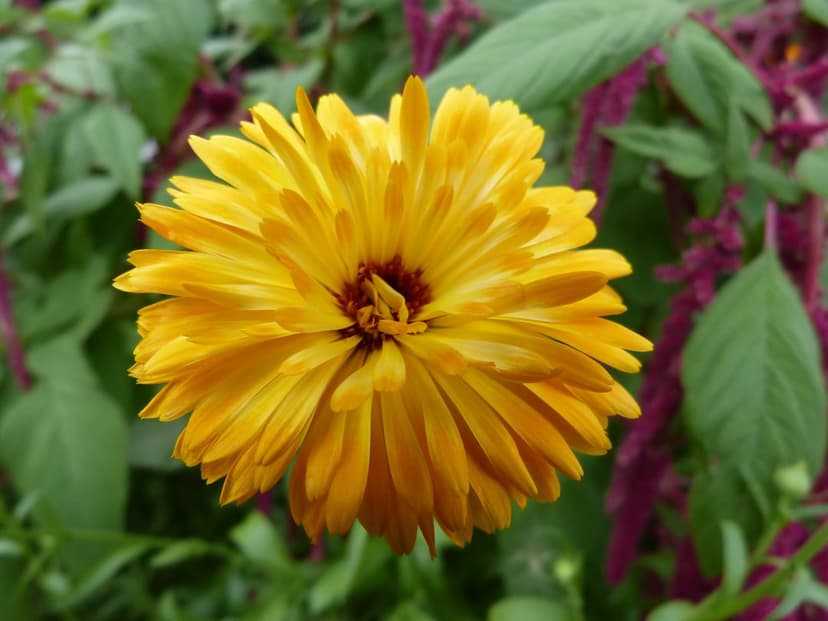 Yellow marigold flower with a dark red center and layered petals against a blurred green and purple background.