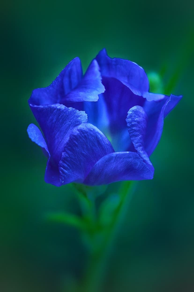 Close-up of vivid blue flower petals showing velvet texture against a soft-focus dark green leaf background.