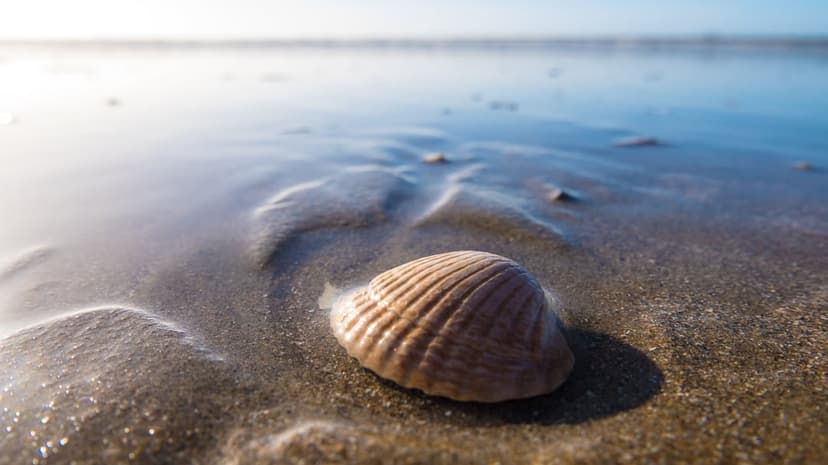 Textured seashell resting on damp sand with shallow water reflections and golden sunlight across a low tide beach.