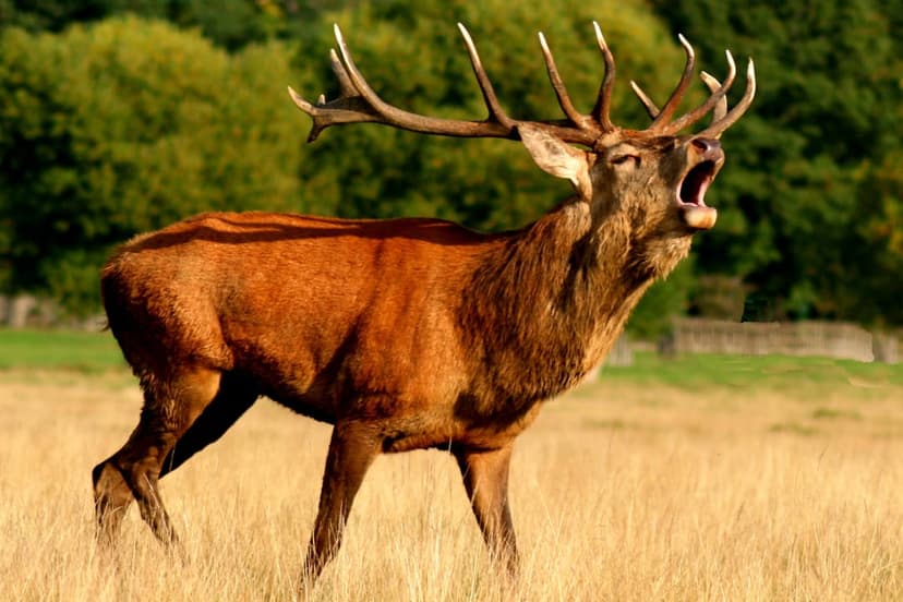 Red deer stag with large antlers roaring in a field of dry yellow grass with a blurred forest in the background.