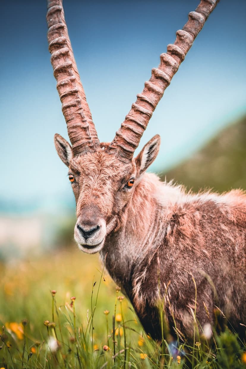 Alpine Ibex with massive ridged horns stands in a sunlit meadow of wildflowers under a clear blue mountain sky.