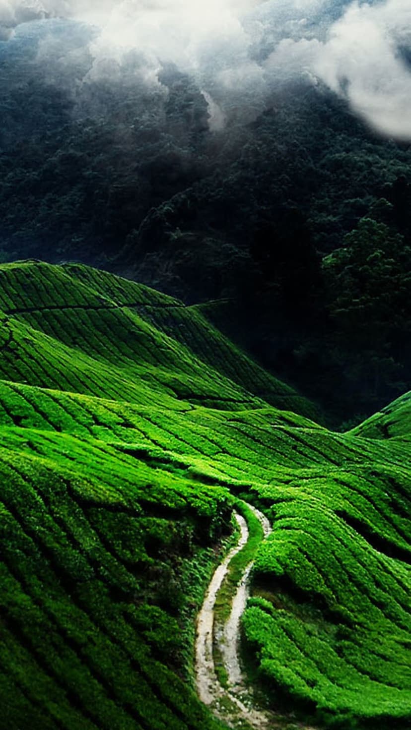 Terraced green tea plantations with a winding dirt path leading toward distant misty mountains in a rural valley.
