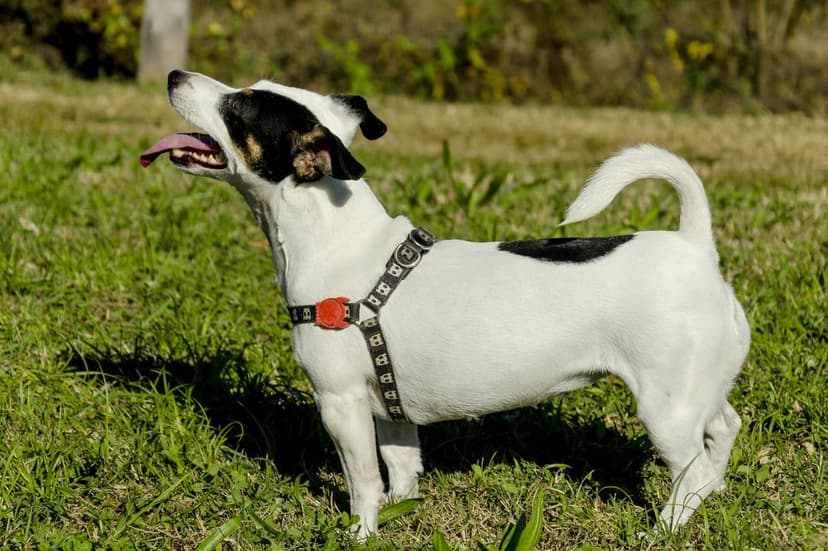 Jack Russell terrier with a black harness standing in green grass under bright sunlight looking toward the side.