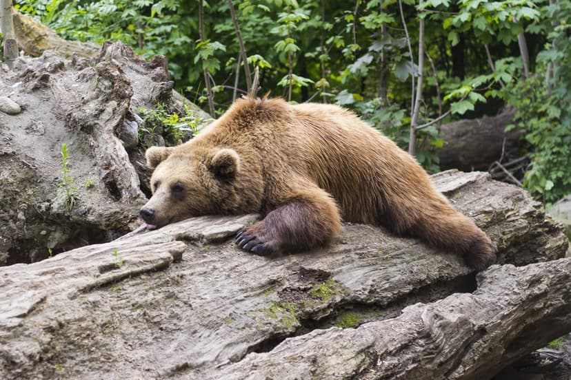 Brown bear lies on a mossy log with its tongue out in a lush green forest, showing a relaxed wildlife pose.