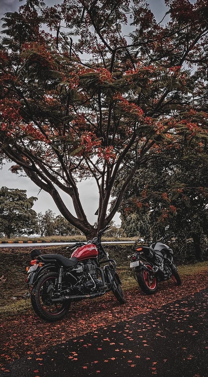 Red and black motorcycles parked on a leaf-strewn path under a large tree with vibrant red flowering branches.