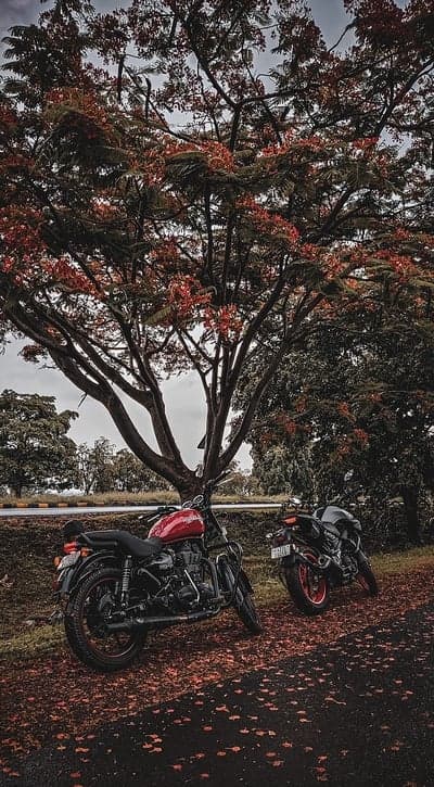 Two motorcycles parked under a flowering tree