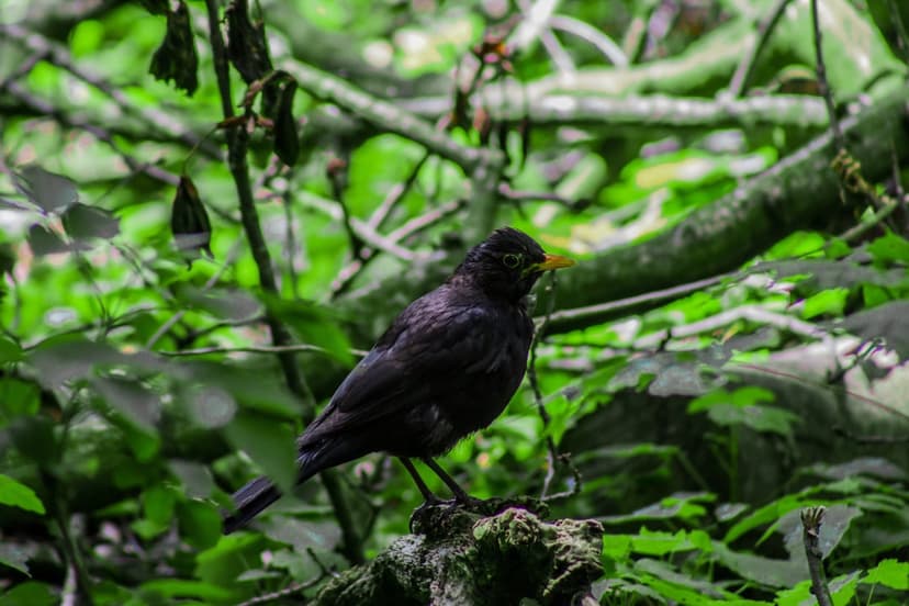Blackbird with a yellow beak perched on a mossy branch amidst sun-dappled green leaves in a dense forest setting.