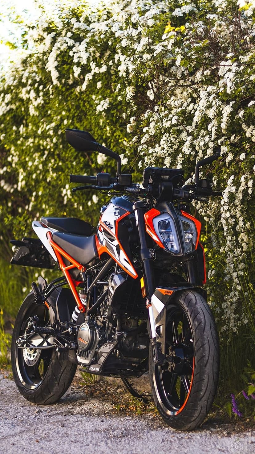 KTM Duke motorcycle in orange and black parked on gravel next to a bush of small white flowers in daylight.