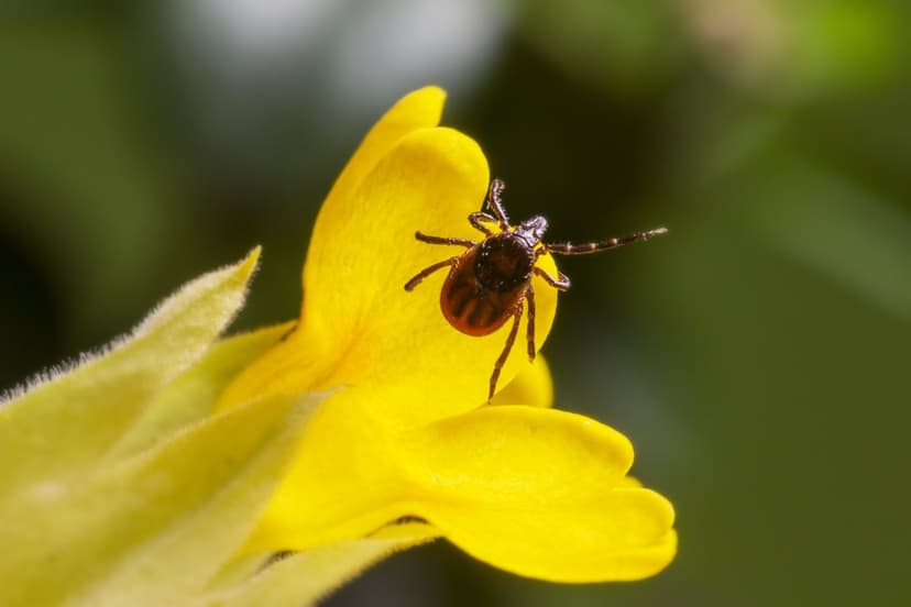 Dark tick with segmented legs crawls across a soft yellow flower petal against a blurred green background.