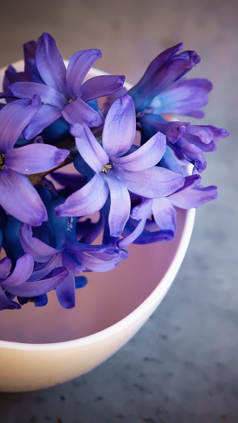 Lavender hyacinth clusters rest inside a light pink ceramic bowl against a dark, minimalist backdrop.