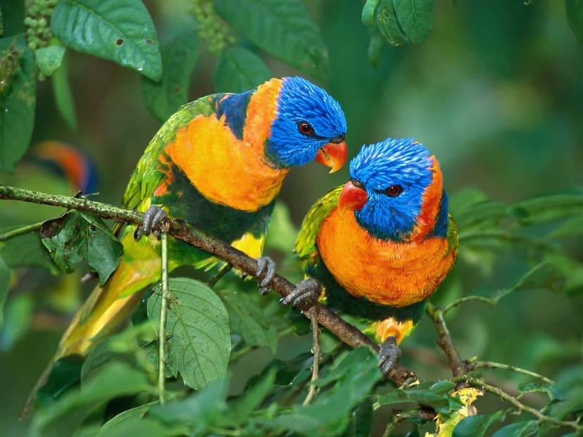 Two rainbow lorikeets with blue heads and orange chests nuzzling on a leafy branch in a tropical forest.